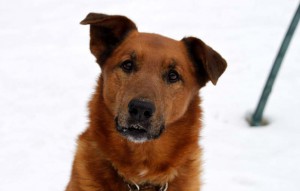 Hund Max sitzt im schnee