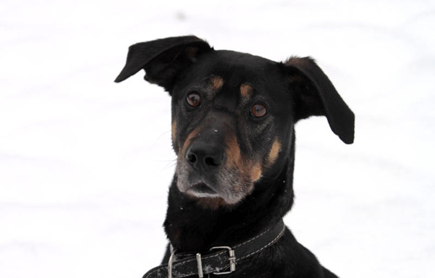 Hund-Maxi-schaut-mit-grossen-augen Zuhause gefunden - Tierschutzliga Dorf