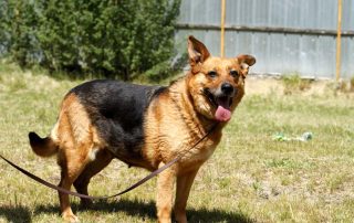 Hund Morle auf der wiese bei schönem wetter