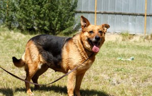 Hund Morle auf der wiese bei schönem wetter