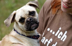 Hund Tschiko auf dem arm von frau