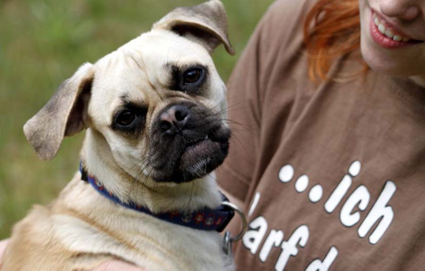 Hund-Tschiko-auf-dem-arm-von-frau Zuhause gefunden - Tierschutzliga Dorf