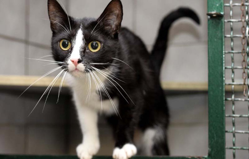 Katze-Fey-schaut-neugierig-aus-der-box-raus Zuhause gefunden - Tierschutzliga Dorf