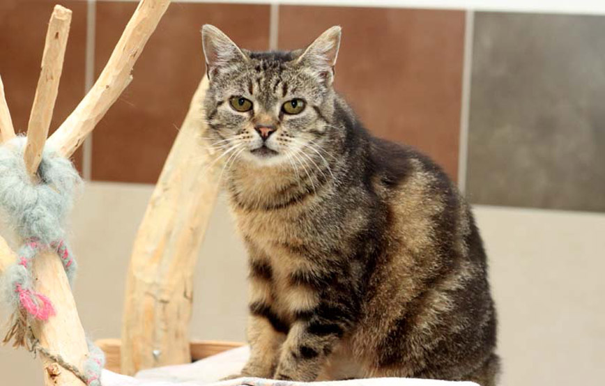 Katze-Mimi-sitzt-auf-dem-selbstgebauten-katzenbaum Zuhause gefunden - Tierschutzliga Dorf