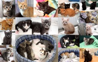Katzenkinder glücklich vermittelt 2017 07