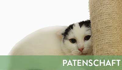 beitragsbild-patenschaft-1 Startseite Tierschutzliga Stiftung