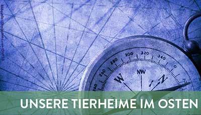 beitragsbild-tierheime-ost Startseite Tierschutzliga Stiftung