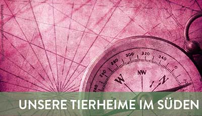 beitragsbild-tierheime-süd Startseite Tierschutzliga Stiftung
