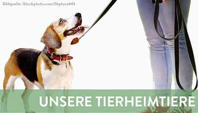 beitragsbild-vermittlung-neu Startseite Tierschutzliga Stiftung