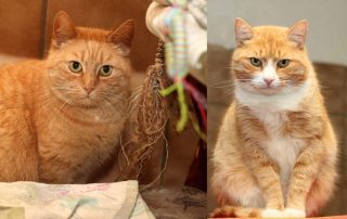schüterne katzen josefine und werner