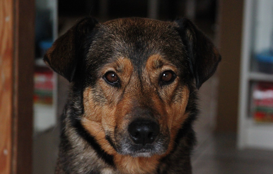 schwarz-brauner-hund-tara-schaut-in-die-kamera Anton wird geliebt