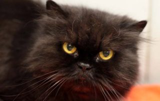 schwarze katze Morle glücklich vermittelt