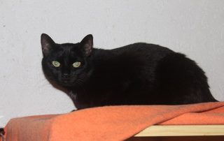 schwarze katze Pinky glücklich vermittelt