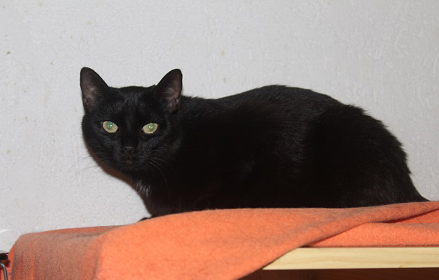 schwarze-katze-Pinky-glücklich-vermittelt Glücklich vermittelt - Katzenstation München