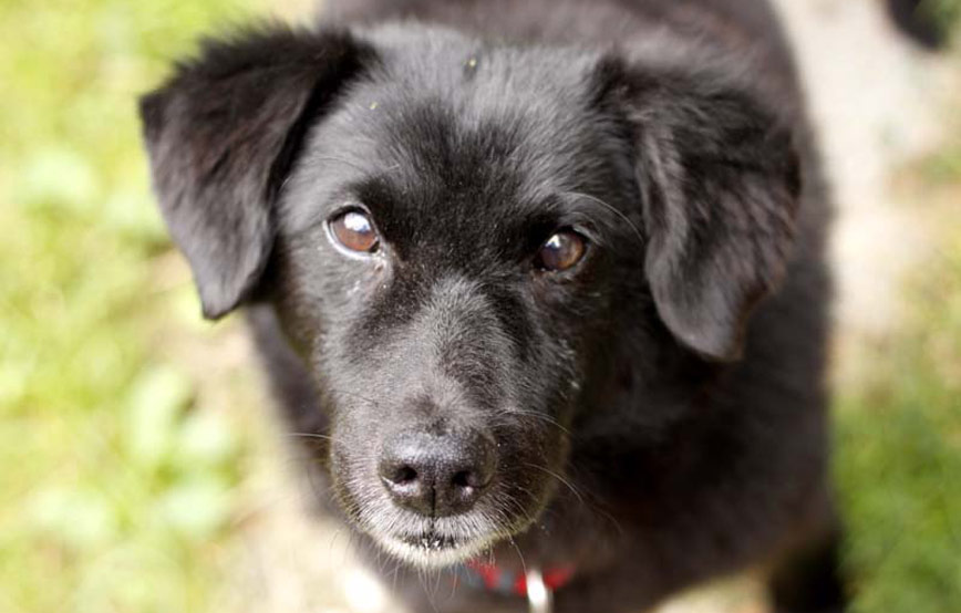 schwarzer-hund-Lesch-trauriges Petro - nun bist du frei