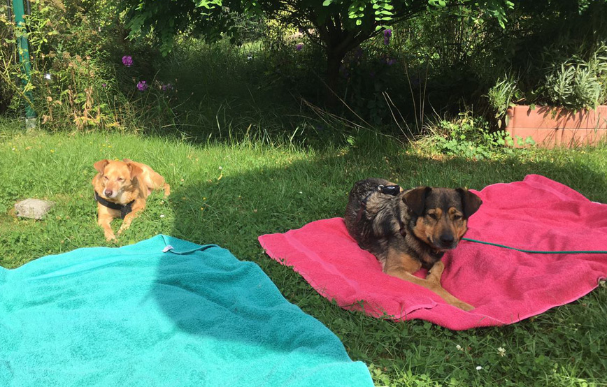 zwei-hunde-sitzen-im-gras-und-geniesen-das-wetter Grüße von Tara - vormals Lisa