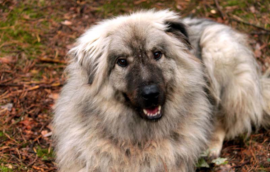 Hund-Edox-sitzt-auf-dem-boden-im-wald Hundesenior Rudi