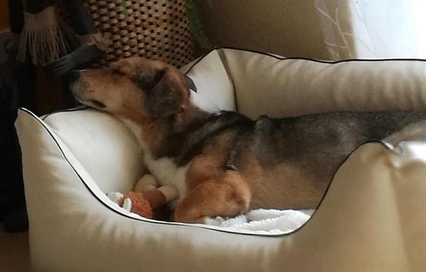 Hund liegt im körbchen