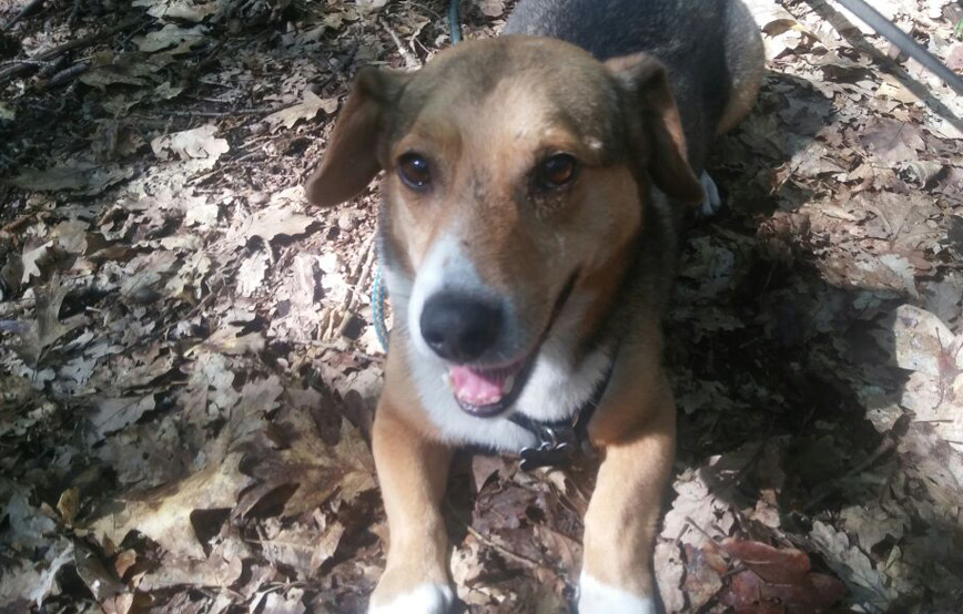 Hund-macht-platz-im-laub Neuigkeiten vom kleinen Henry