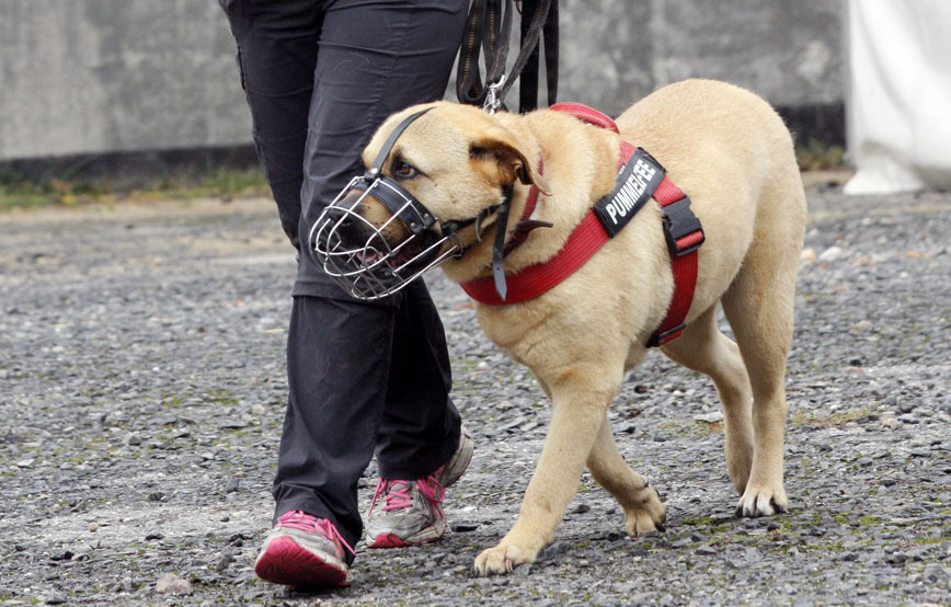 Hund-mit-maulkorb-bei-der-hundevorführung Ehrenamt - Unterstützung bei Tierheimveranstaltungen