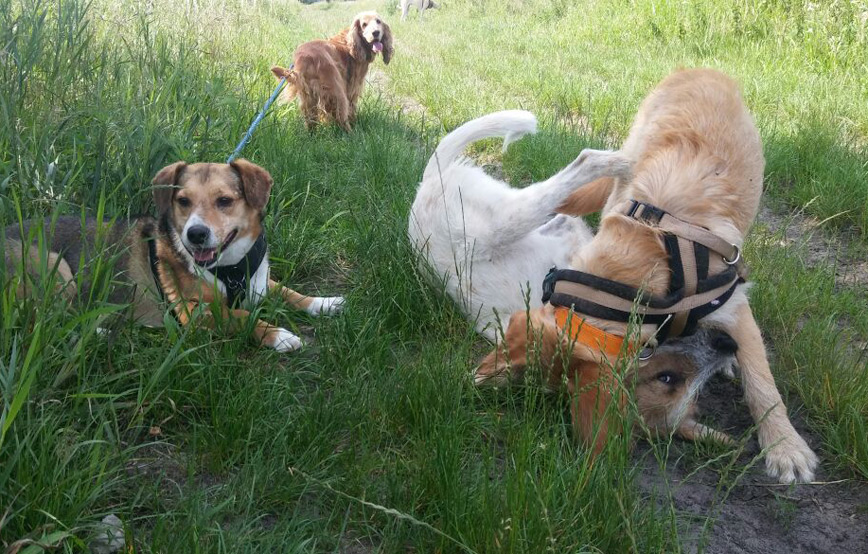 Hunde-spielen-im-grünen-gras Neuigkeiten vom kleinen Henry