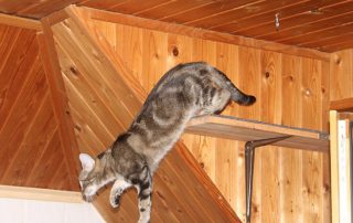 Katze Corinna glücklich vermittelt