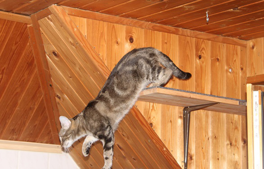 Katze Corinna glücklich vermittelt