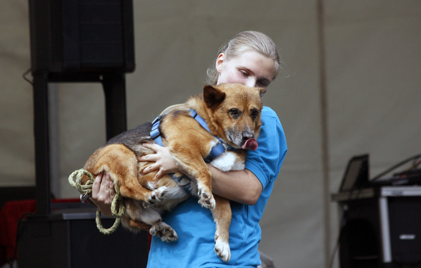 Mädchen-hat-hund-auf-dem-arm Ehrenamt - Unterstützung bei Tierheimveranstaltungen