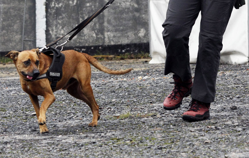 brauner-hund-an-leine-mit-frau Ehrenamt - Unterstützung bei Tierheimveranstaltungen