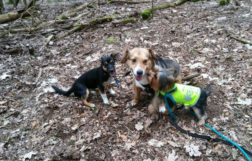 drei-hunde-beschnuppern-sich-gegenseitig Neuigkeiten vom kleinen Henry