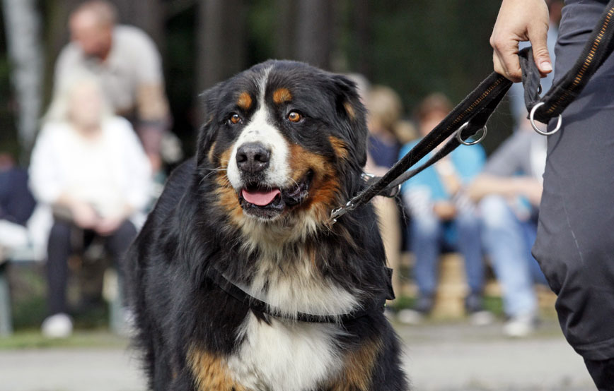 großer-hund-an-leine Ehrenamt - Unterstützung bei Tierheimveranstaltungen