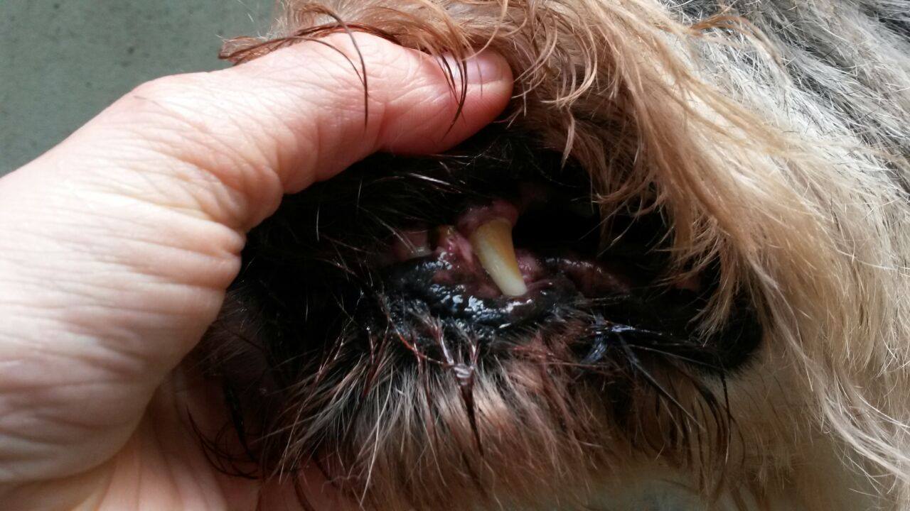 hund-annuschka-zähne-faul Annouschka hat Zahnschmerzen