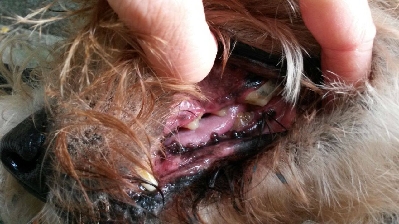 hund-annuschka-zähne-kaputt Annouschka hat Zahnschmerzen