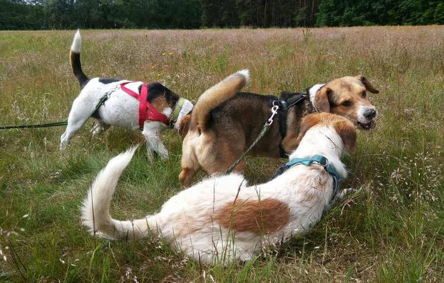 hunde-spielen-und-liegen-auf-der-wiese Neuigkeiten vom kleinen Henry