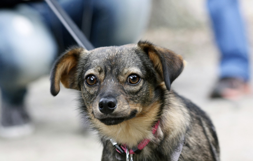 kleiner-hund-mit-rotem-halsband Ehrenamt - Unterstützung bei Tierheimveranstaltungen