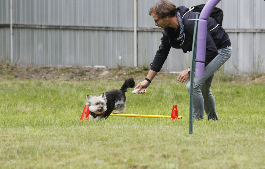 kleiner-hund-springt-über-ein-hindernis Ehrenamt - Unterstützung bei Tierheimveranstaltungen