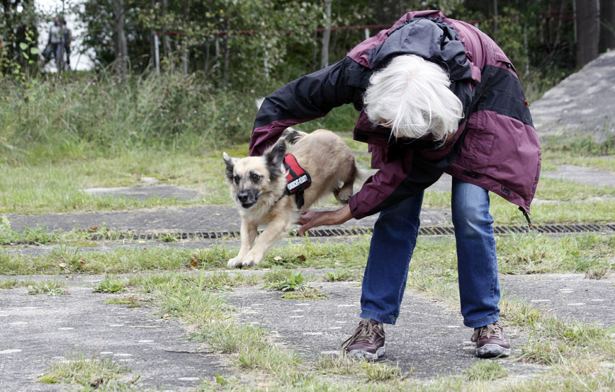 kleiner-hund-zeigt-trick-mit-frau Ehrenamt - Unterstützung bei Tierheimveranstaltungen