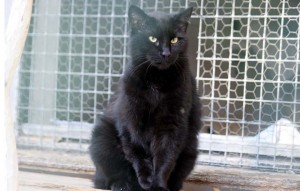 schwarze katze Mausi sitzt vor einem fenster