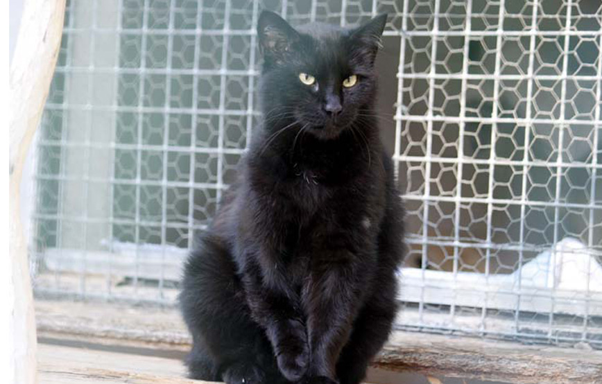 schwarze-katze-Mausi-sitzt-vor-einem-fenster Zuhause gefunden - Tierschutzliga Dorf