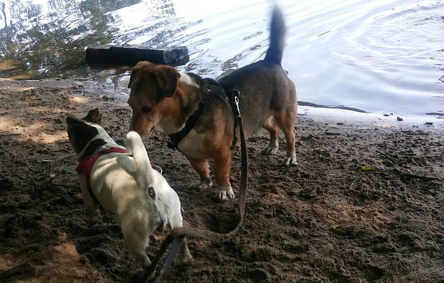 zwei-hunde-am-wasser Neuigkeiten vom kleinen Henry