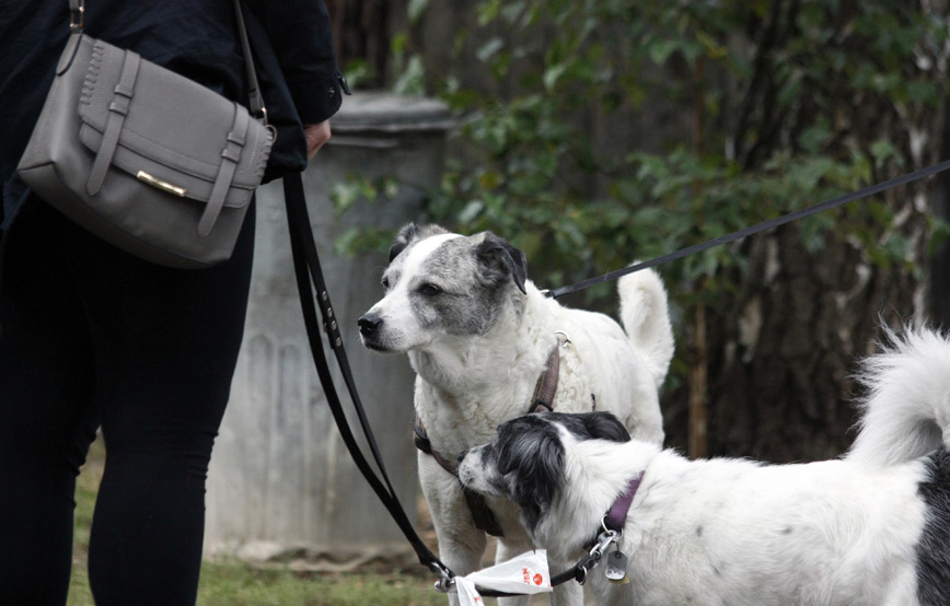 zwei-hunde-an-der-leine-mit-frau Ehrenamt - Unterstützung bei Tierheimveranstaltungen