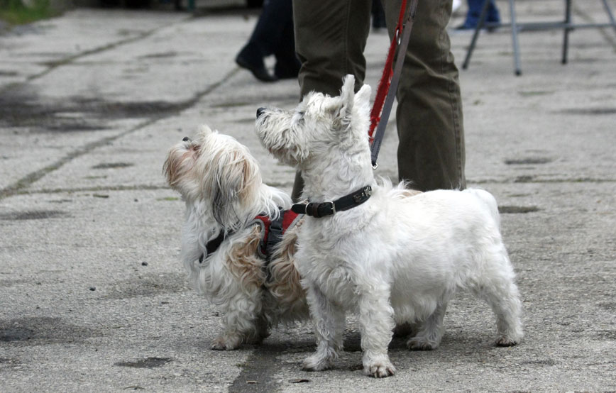 zwei-kleine-hunde-an-der-leine Ehrenamt - Unterstützung bei Tierheimveranstaltungen