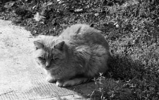 Freigängerkatze Paula trauriges
