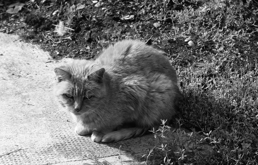 Freigängerkatze Paula trauriges