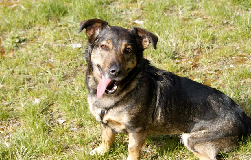 Hund-Akira-glücklich-vermittelt Zuhause gefunden - Tierschutzliga Dorf