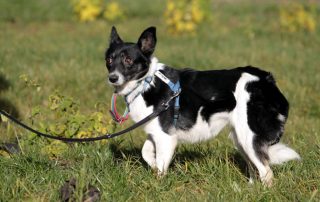 Hund Amara glücklich vermittelt