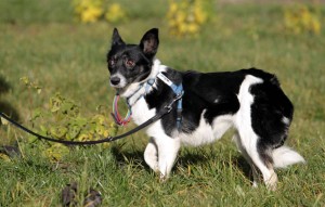 Hund Amara glücklich vermittelt