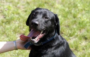 Hund Arko glücklich vermittelt