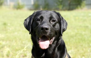 Hund Blacky glücklich vermittelt