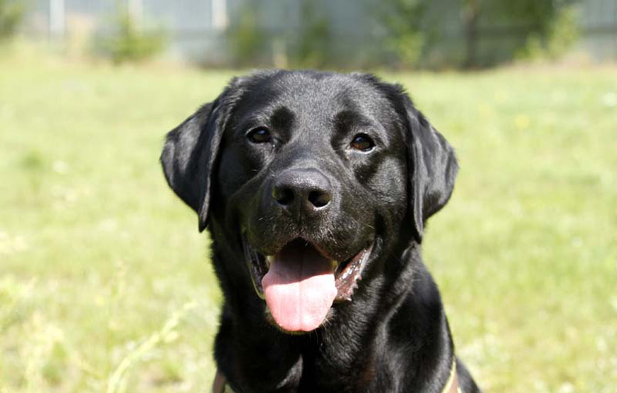 Hund-Blacky-glücklich-vermittelt Zuhause gefunden - Tierschutzliga Dorf